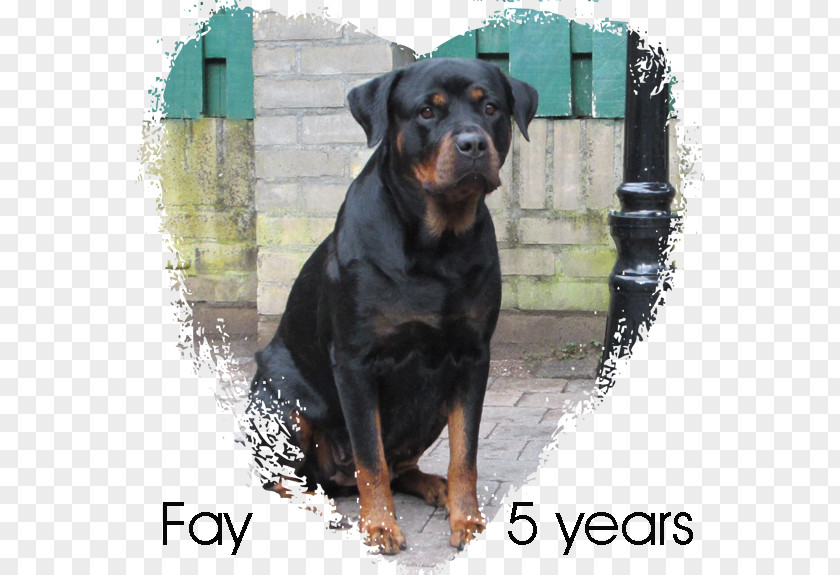 Rottweiler Allgemeiner Deutscher Rottweiler-Klub Dog Breed Snout PNG