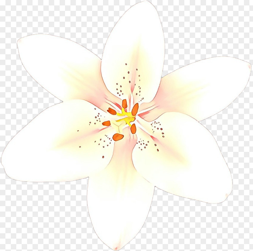Blossom Flowering Plant White Petal Flower Wildflower PNG