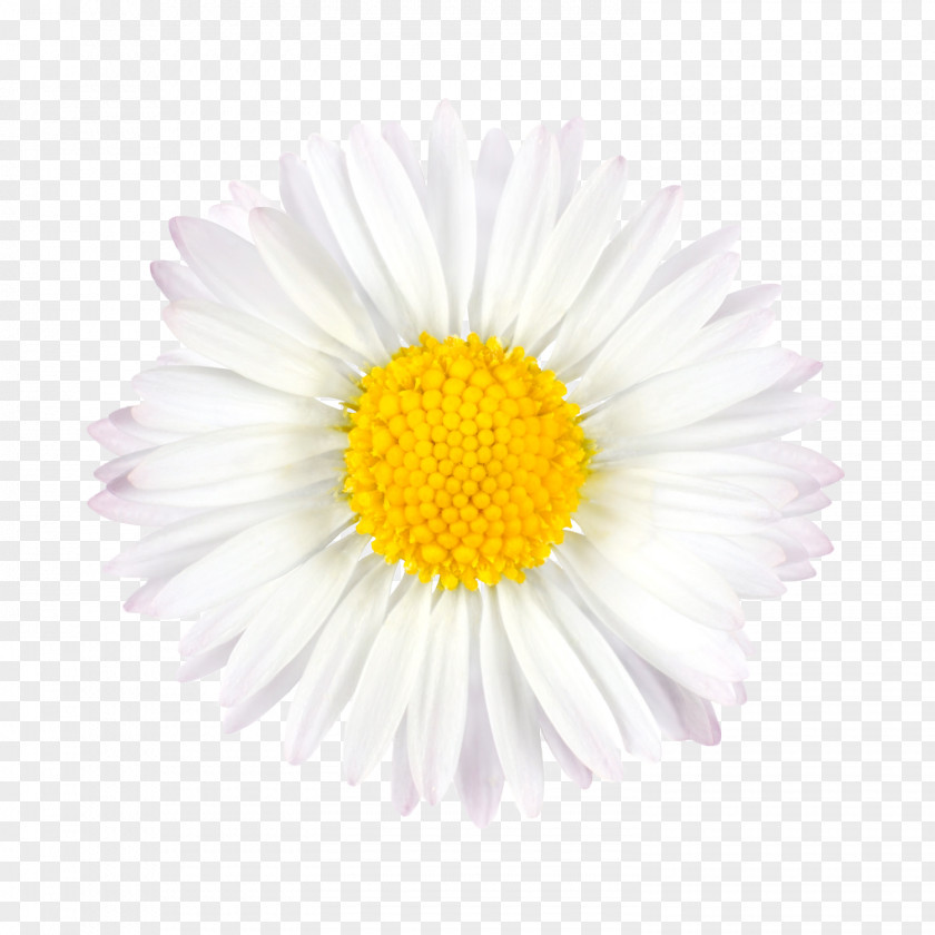 Bouquet Of Flowers Picture Material Flower PNG