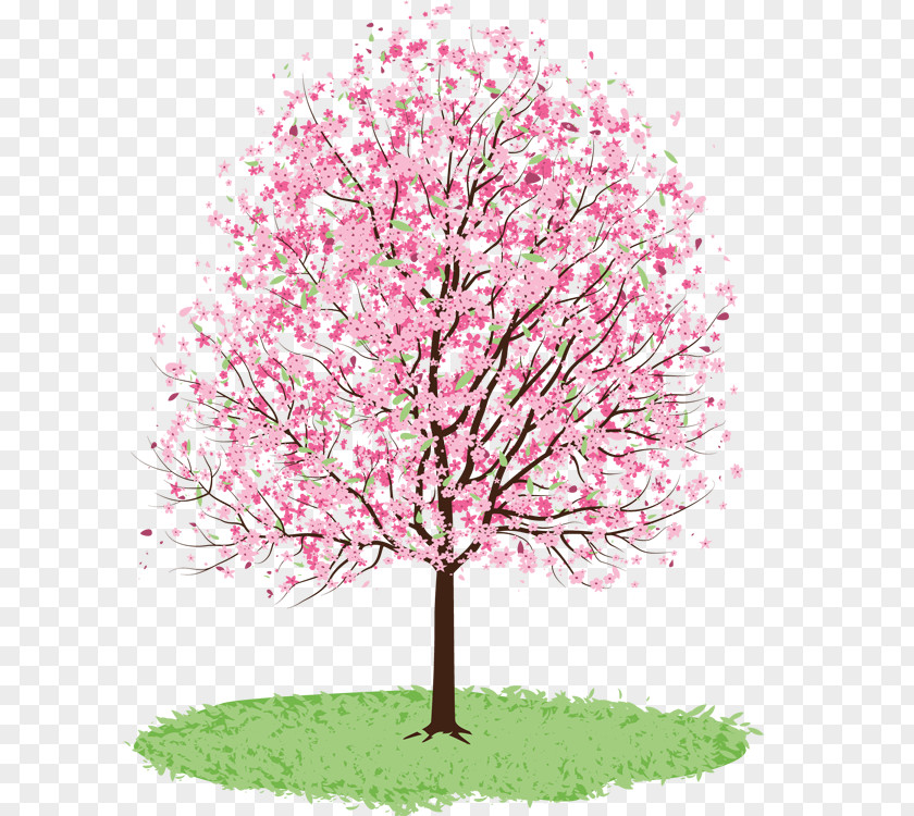 Cherry Tree Blossom Drawing Watercolor Painting PNG