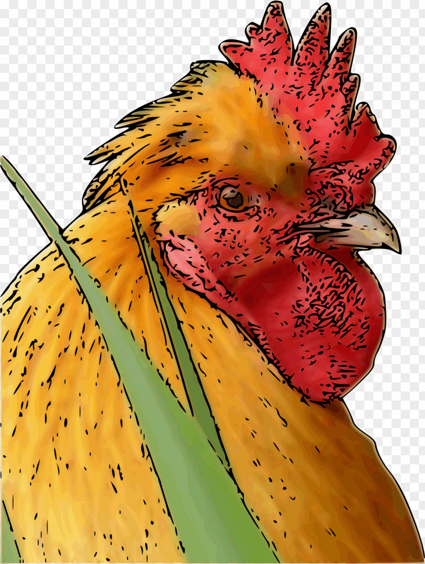 Rooster Chicken Poultry Farming Bird Phasianidae PNG