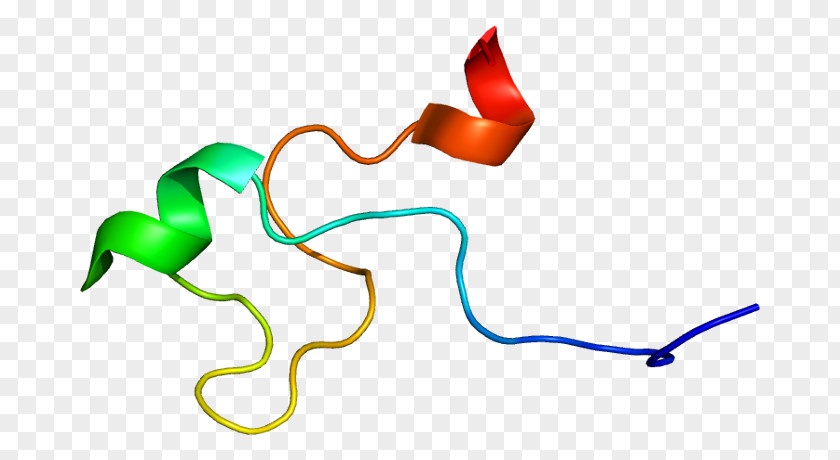 ZFP36 Zinc Finger Protein ZFP64 Gene PNG