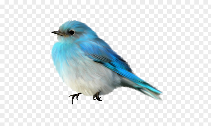 Bird Blue Bazaar PNG
