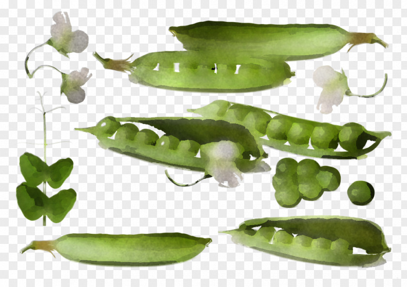Legume Pea Snow Peas Snap Plant PNG