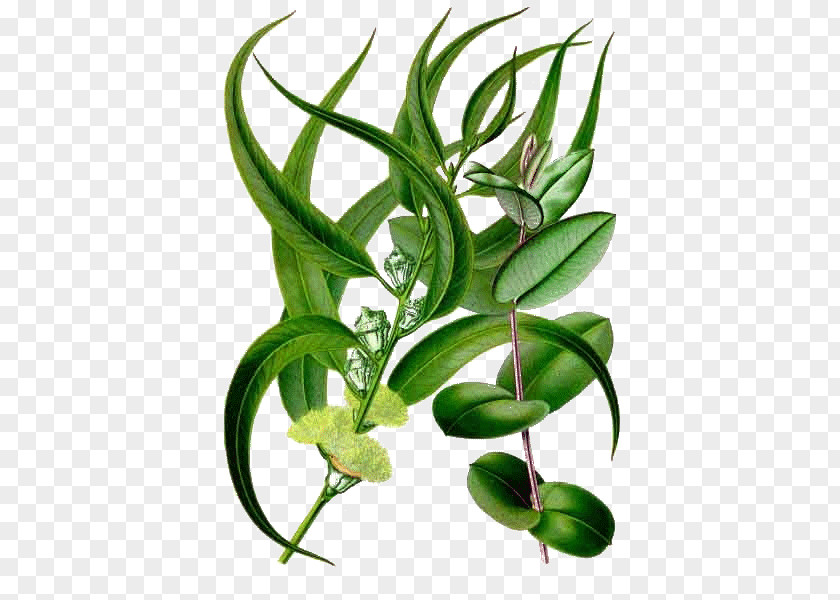 Oil Essential Diffuser Eucalyptus Radiata Aromatherapy PNG