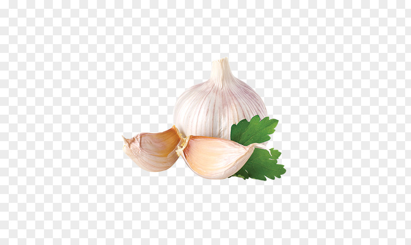 Onions And Onion Small Flap Garlic Spice Herb Food Mincing PNG
