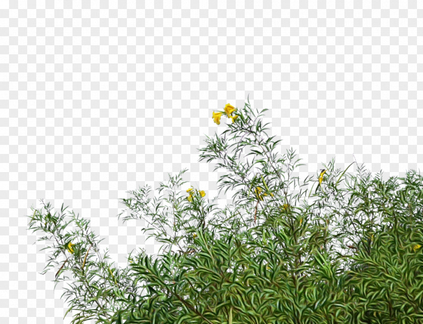 Plant Flower Grass Branch Shrub PNG