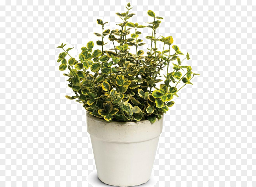 Tree Fortune's Spindle Shrub Plant Groundcover PNG