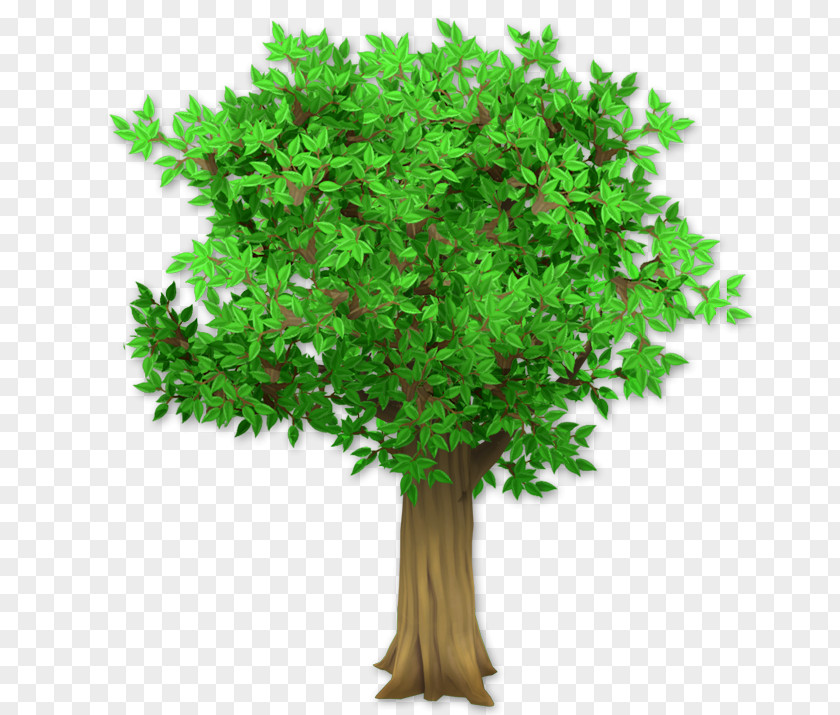 Gazania Tree Plant Hura Crepitans Shrub PNG