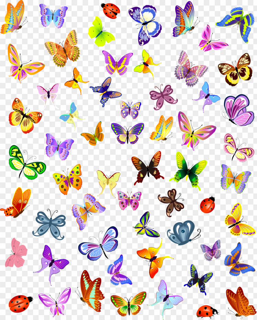 Vector Colorful Butterfly Insect Royalty-free Illustration PNG