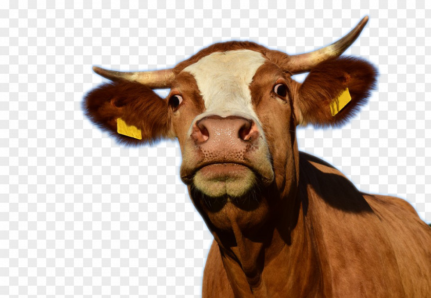 A Cow Creative Texas Longhorn Aurochs Dairy Cattle Slaughterhouse PNG