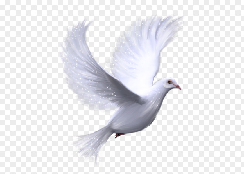 Bird Columbidae Doves As Symbols Domestic Pigeon Clip Art PNG