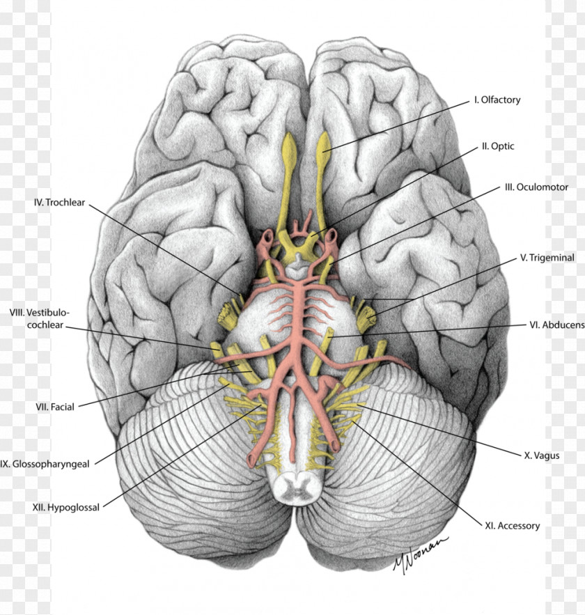 Brain Cranial Nerves Gray's Anatomy PNG