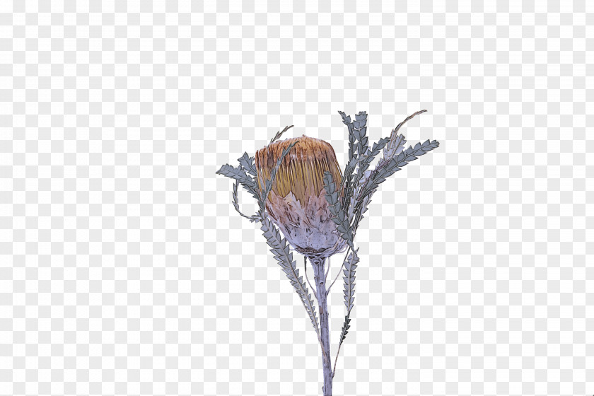 Cut Flowers Tulip Flower Twig Plant Branch Tree PNG