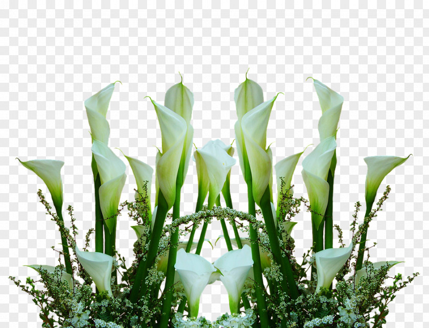 Flower Floral Design Arum-lily Cut Flowers Bog Arum PNG