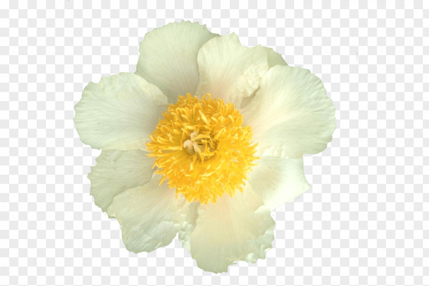 Peony Herbaceous Plant Plants PNG