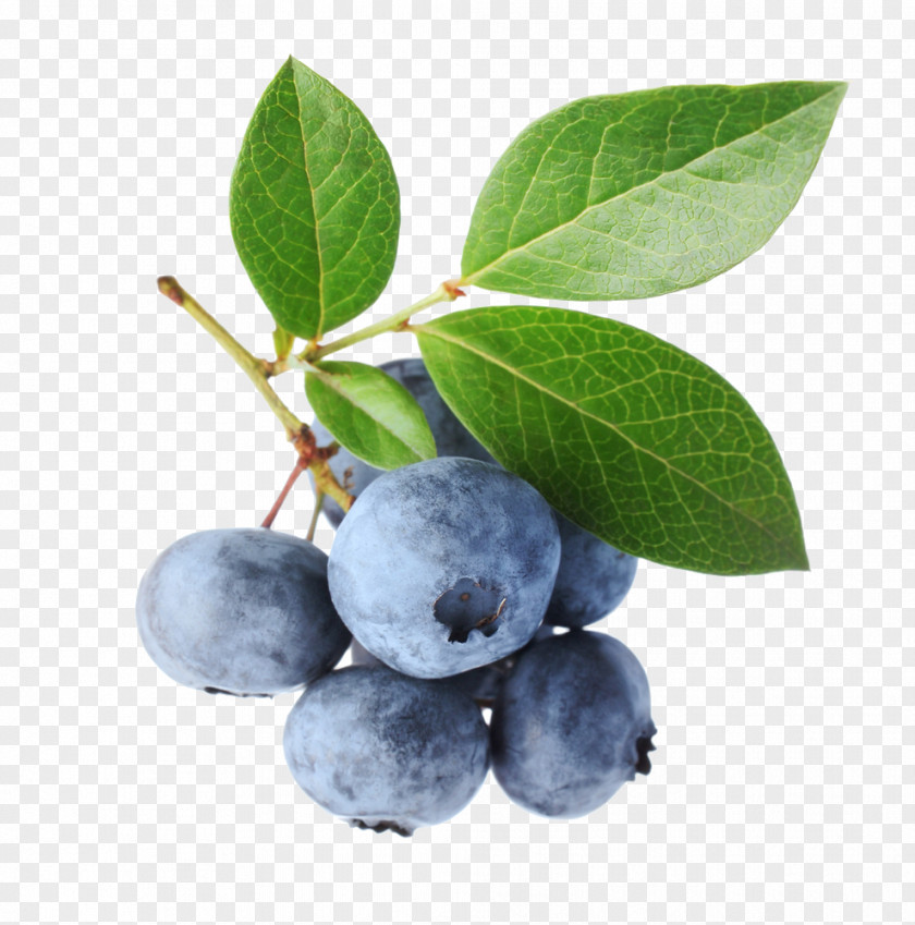 Blueberries Blueberry Bilberry Stock Photography Fruit PNG