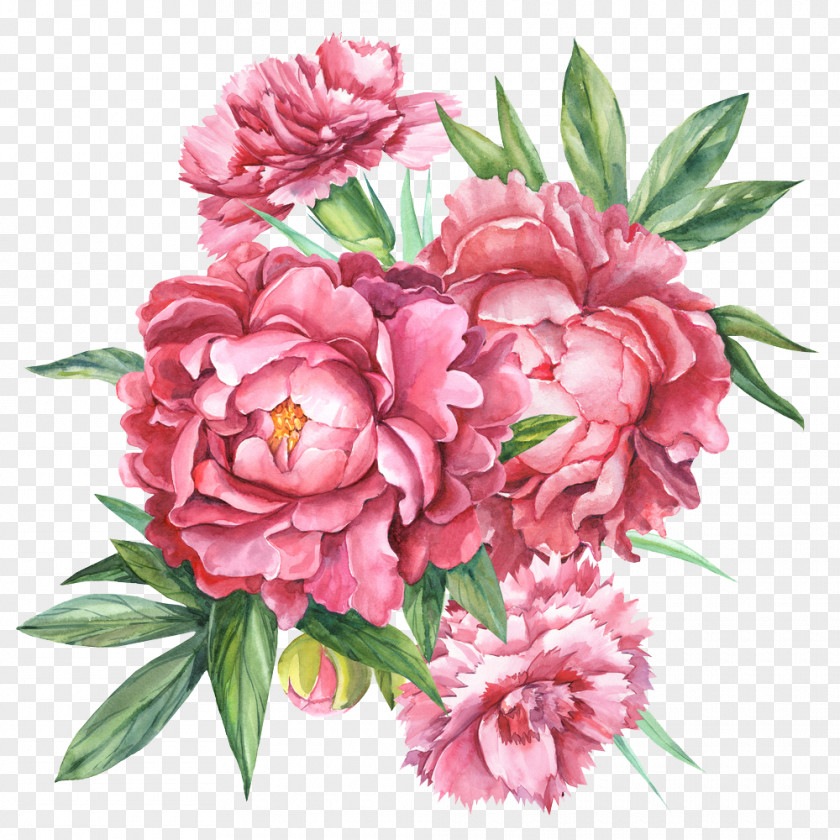 Flower Floral Design Carnation Botanical Illustration Bouquet Botany PNG