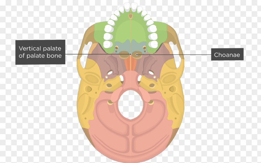 Skull Vomer Palatine Bone Lacrimal Human Skeleton Maxilla PNG