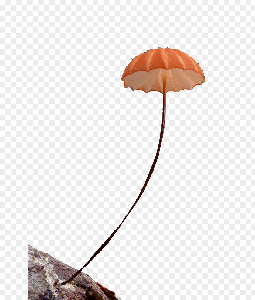 Umbrella Plant Rain PNG