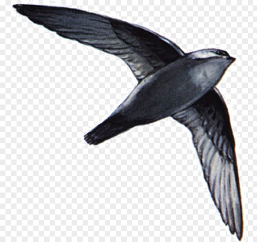 Bird Swallow Chimney Swift Swifts American Black PNG