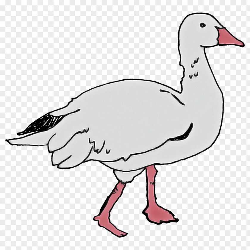 Domestic Duck Birds Goose Toulouse PNG
