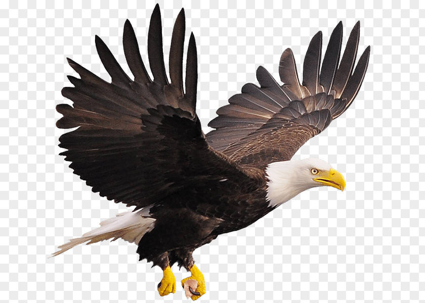 Eagle Track Bald Stock Photography Royalty-free PNG