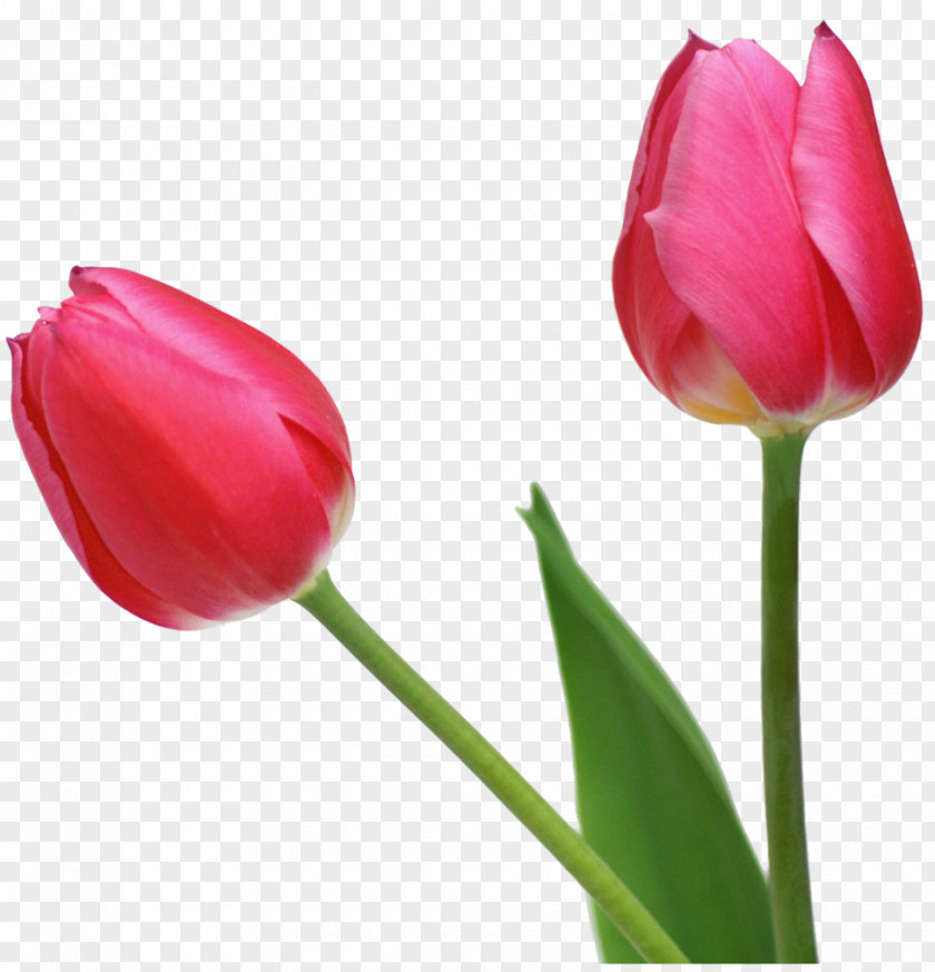 Tulip Image Flower PNG