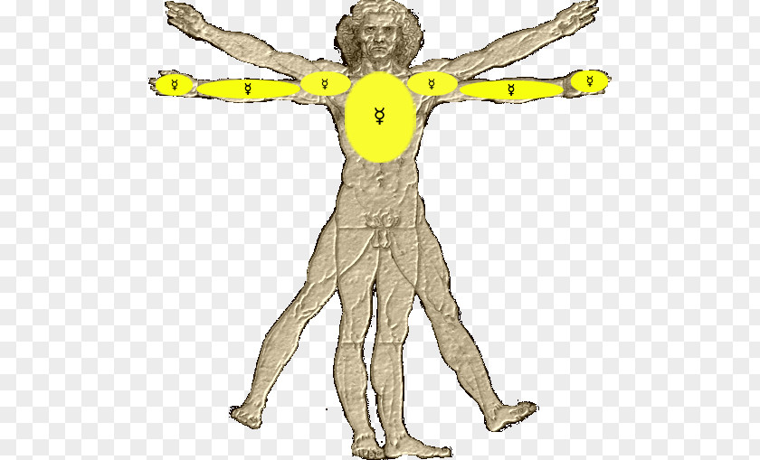 Willing Vitruvian Man Human Body Drawing Arm PNG