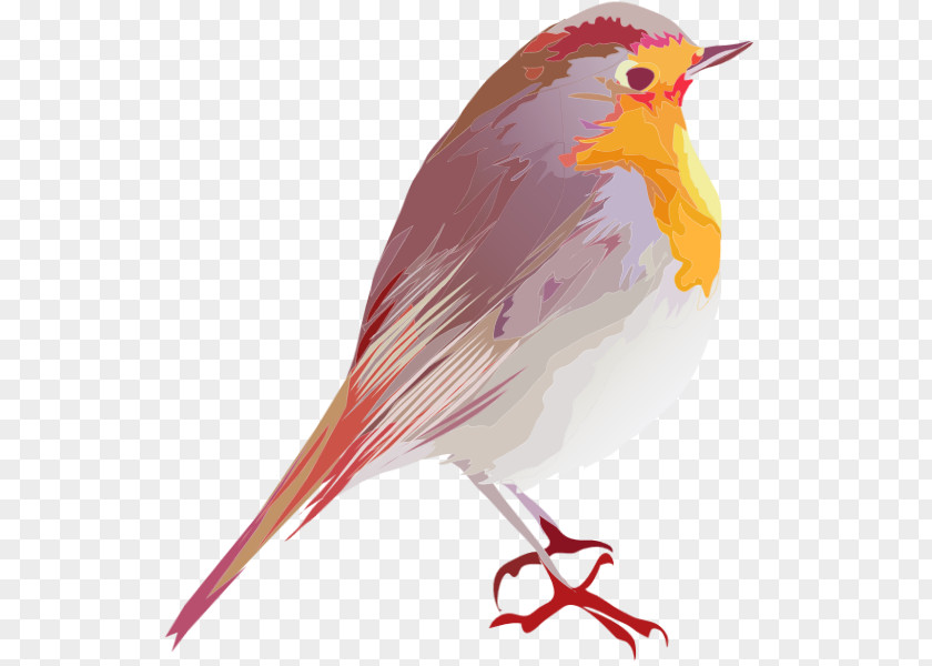 Bird European Robin Design Animal Clip Art PNG