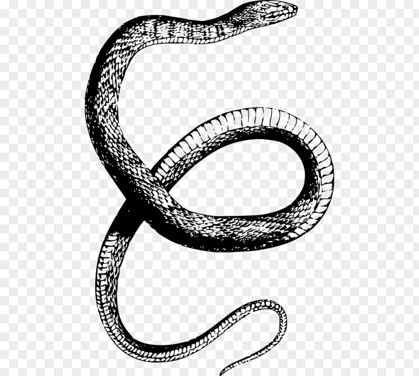 Snake Banded Water Reptile Drawing Clip Art PNG