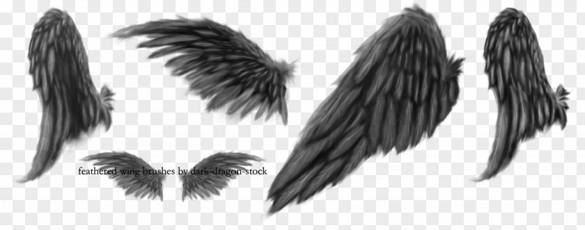 Wings Brush Drawing DeviantArt PNG