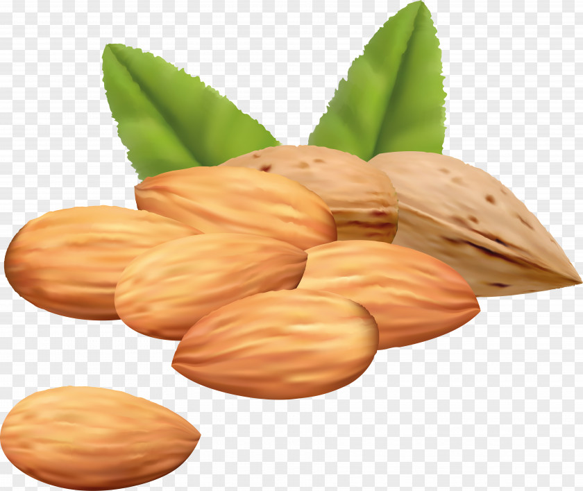 Almond Mixed Nuts Clip Art PNG