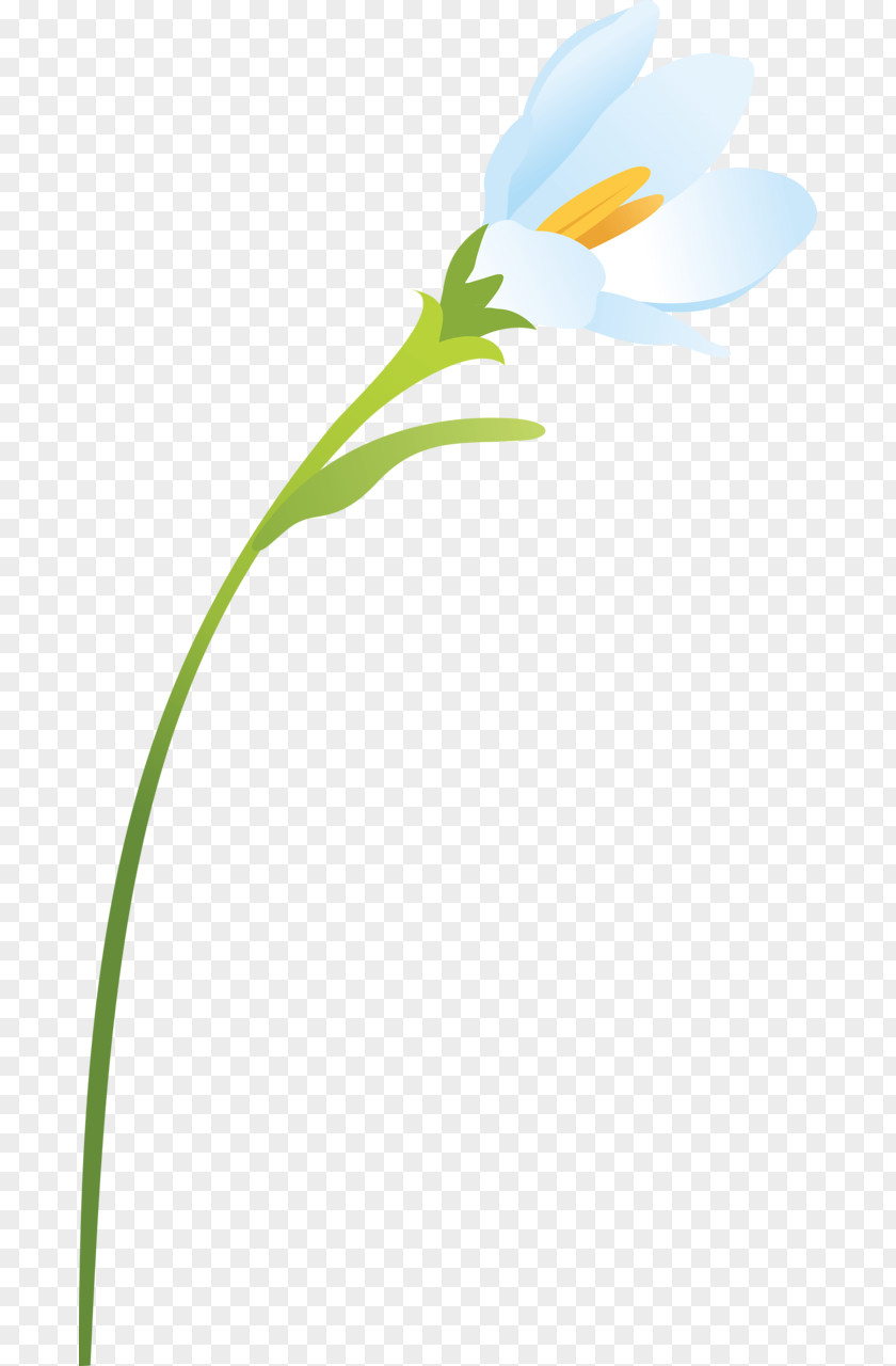 Crocus Flower Plant Stem Leaf Petal PNG