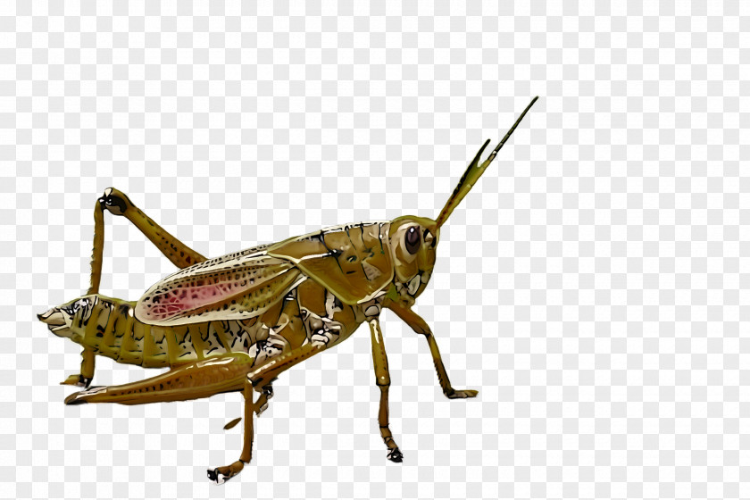 Insect Locust Cricket-like Grasshopper Cricket PNG
