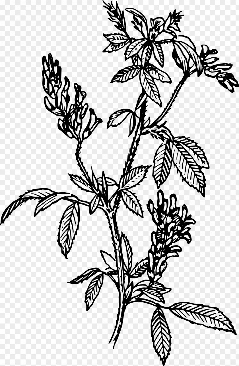 Jungle Geranium Alfalfa Sprouting Clip Art PNG