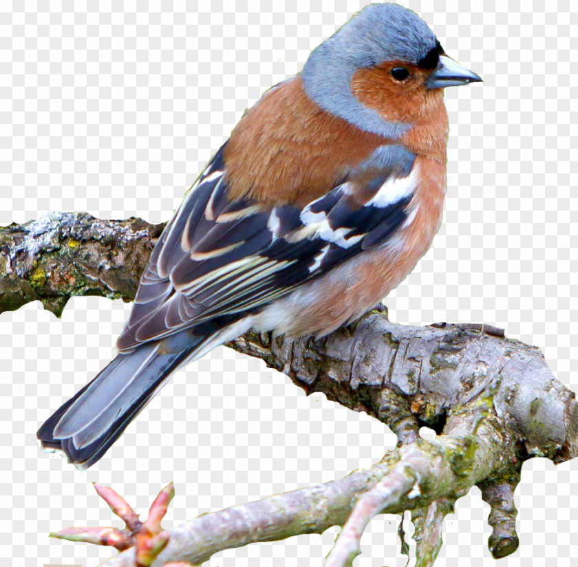 Kiwi Brambling Common Nightingale Bird Chaffinch House Sparrow PNG