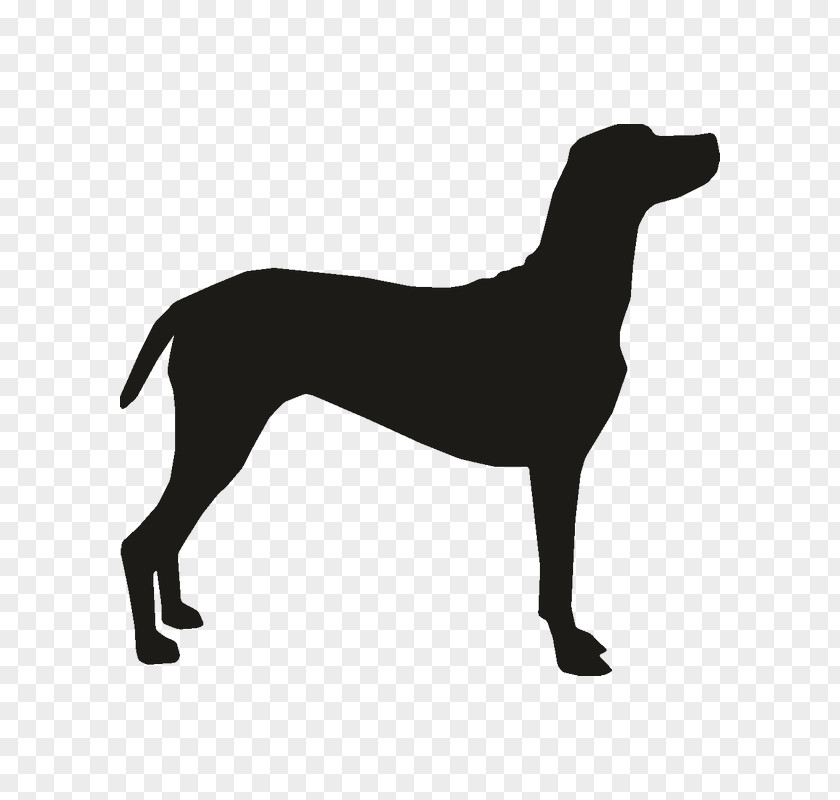 Puppy Dobermann Bulldog Bull Terrier Dog Harness PNG
