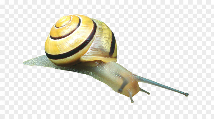 Snail Caracol Slug Gastropod Shell Mollusc PNG