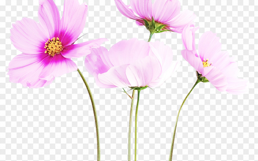 Wildflower Cut Flowers Flower Petal Pink Plant Cosmos PNG