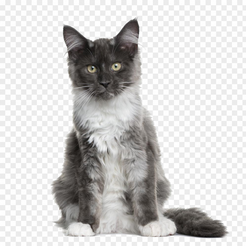 Bearded Cat Ear Legislation Maine Coon Asian Semi-longhair American Wirehair Scottish Fold Kitten PNG