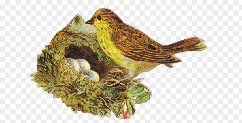 Bird Nest Victorian Era Finches Bokmärke Beak PNG