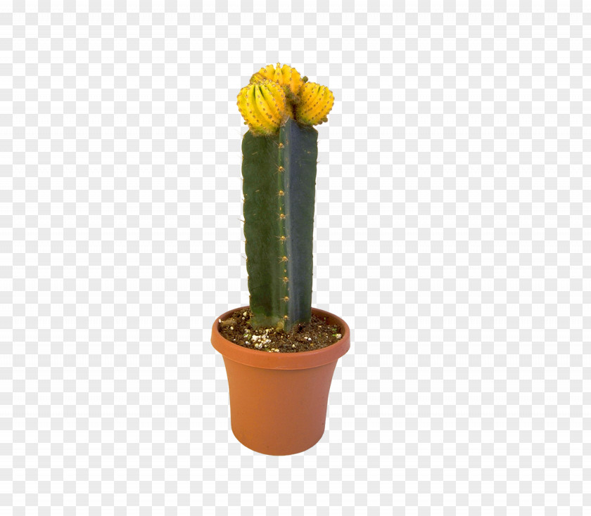 Cactus Cactaceae Eastern Prickly Pear Triangle Succulent Plant Flowerpot PNG