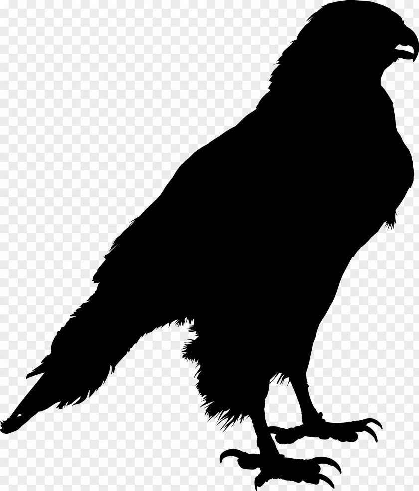 Common Raven Clip Art Silhouette Crow Drawing PNG