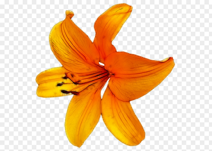 Flower Petal Orange PNG