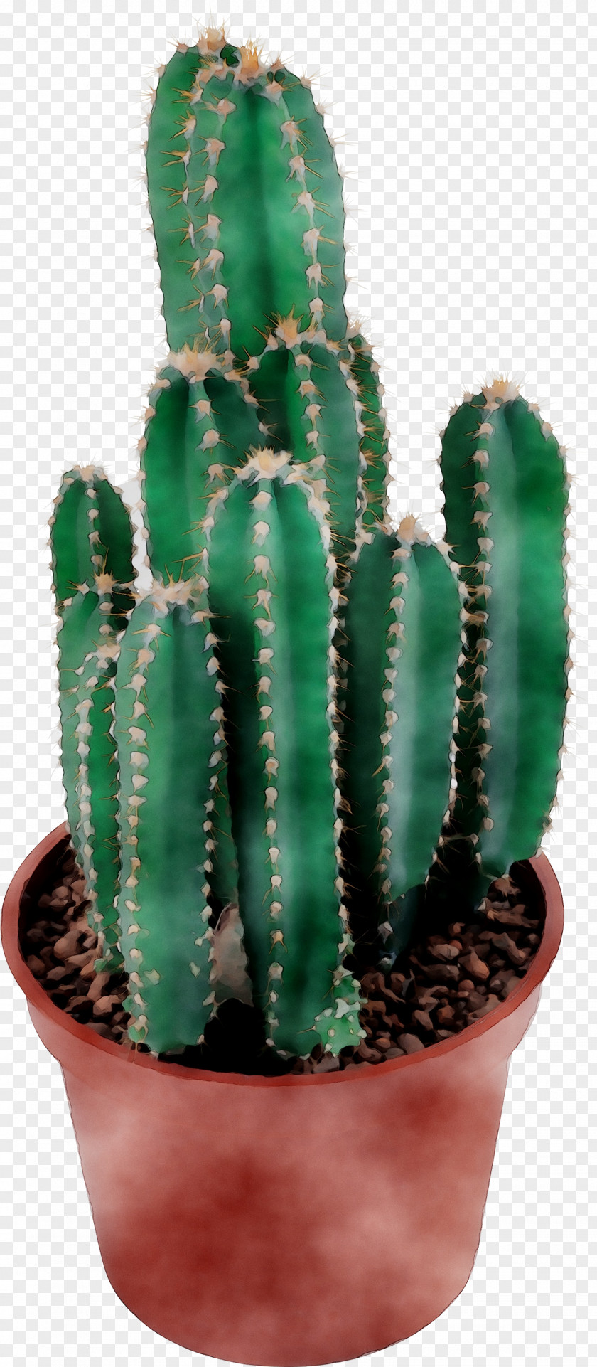 San Pedro Cactus Triangle Prickly Pear Echinocereus PNG