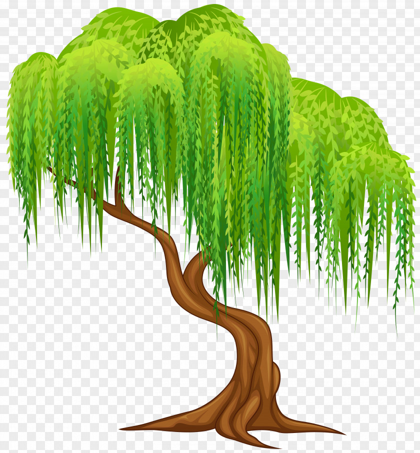 Tree Weeping Willow Salix Alba Wall Decal Clip Art PNG