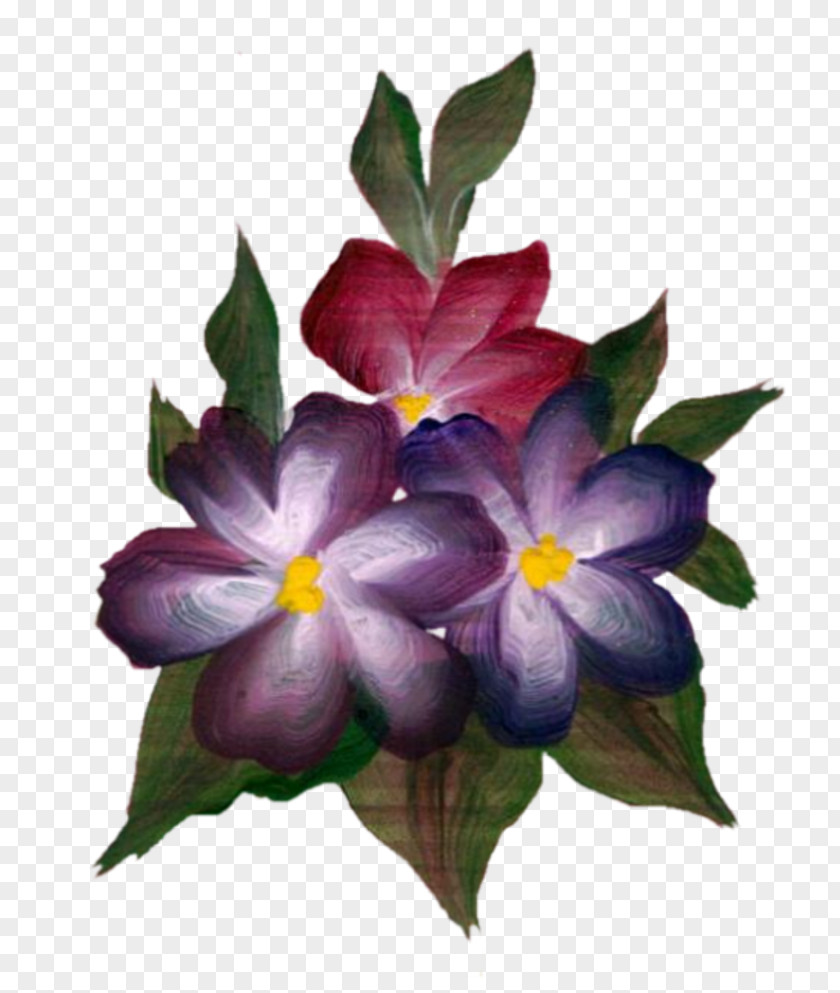Fleur Flowering Plant Herbaceous PNG