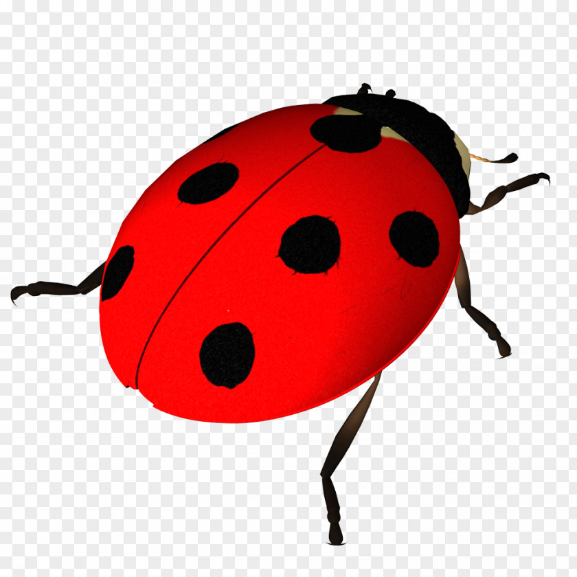 Insects Body Parts Beetle Clip Art Image Seven-spot Ladybird PNG