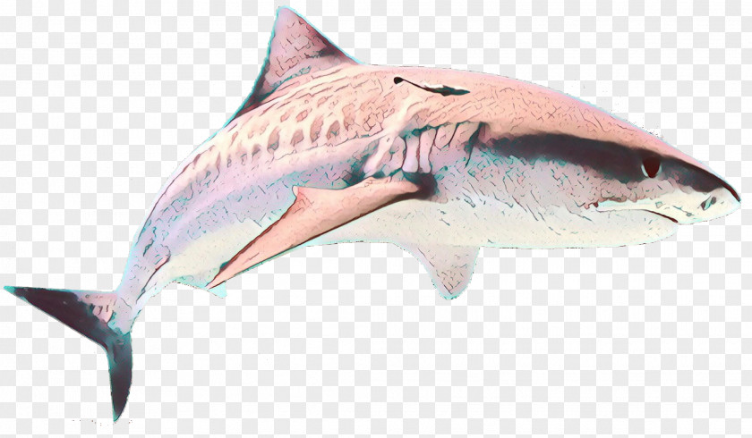 Lamniformes Carcharhiniformes Shark PNG
